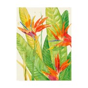 TRADEMARK FINE ART Tim Otoole 'Watercolor Tropical Flowers Iii' Canvas Art, 24x32 WAG11475-C2432GG